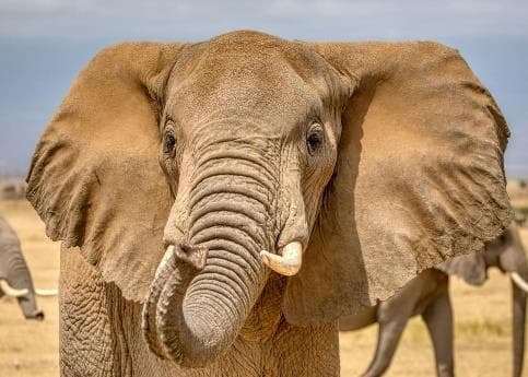 Day 1: Nairobi to Amboseli National Park photo 1
