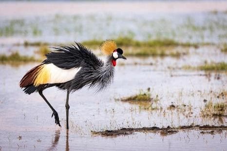 Day 2: Full Day in Amboseli National Park photo 3