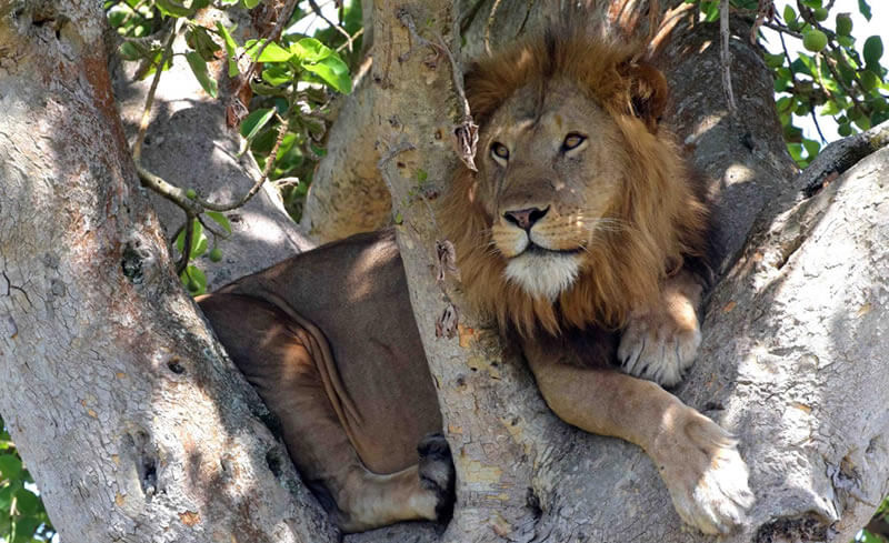 Tree Climbing Lions