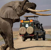 East Africa Safaris