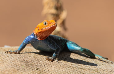 Agama Lizard