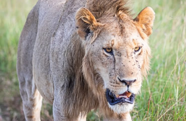 Young Male Lion