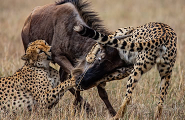 Mbili Bora Killing Gnu