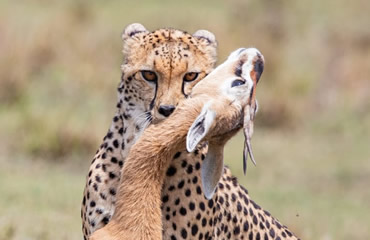 Cheetah Kill