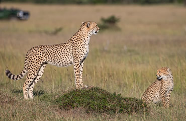 Cheetah With Young