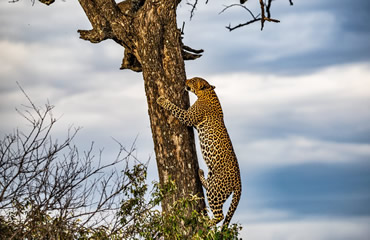 Climbing Leopard