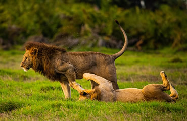 Lions at Play