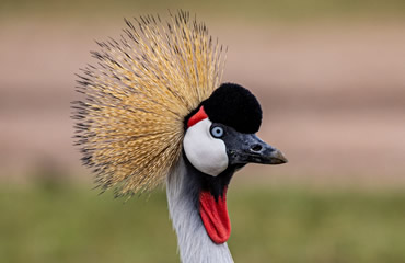 Crested Crane