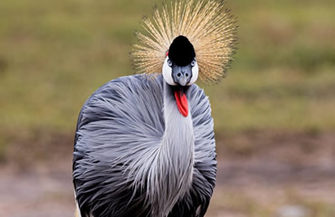 Crested Crane