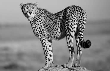 Cheetah