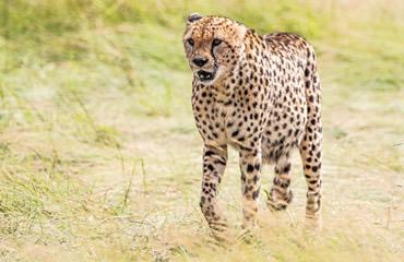 Cheetah