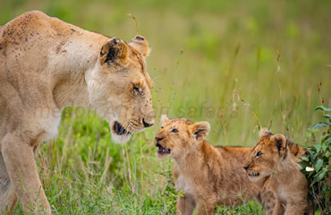 Lioness with Cubs