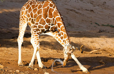 Giraffe Drinking