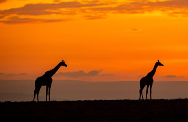 Giraffes at Sunset