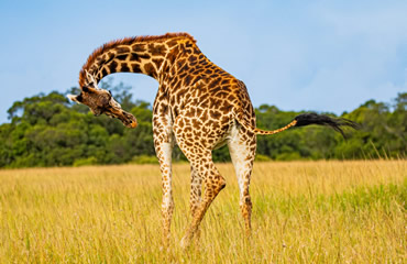 Maasai Giraffe