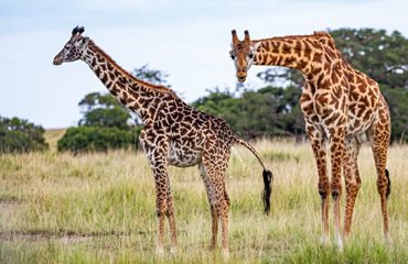 Courting Giraffes