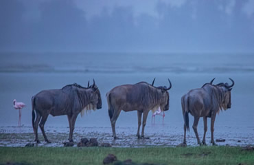 Gnus Relaxing