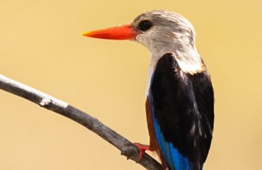 Gray Headed Kingfisher