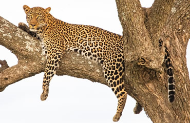 Leopard Resting