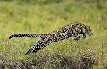 Leaping Leopard