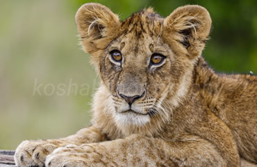 Lion Cub