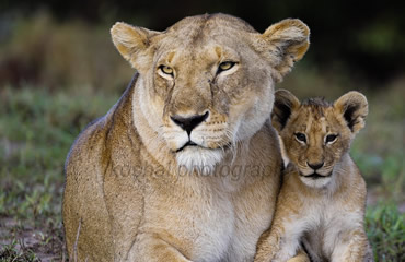 Lioness with Cub