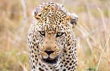 Male Leopard