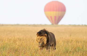 Male Lion with Hot-air Balloon