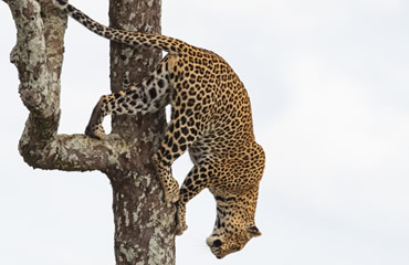 Climbing Leopard