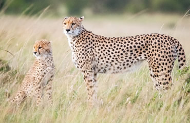 CHeetah with cub