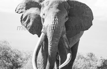 Craig The Magnificent Tusker