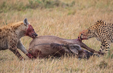 Battling For Food