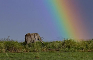 Rainbow Elephant