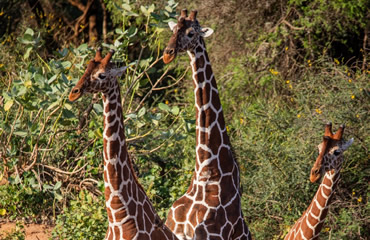 Reticulated Giraffe