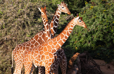 Reticulated Giraffe