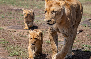 Lioness With Young