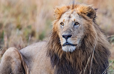 Majestic Male Lion