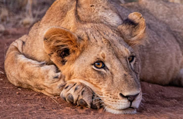 Relaxing Lioness