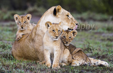 Lioness With Young