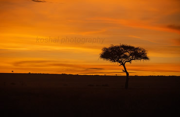 Sunset At The Mara