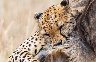 Cheetahs Killing