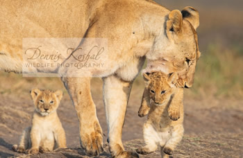 Family Tour/Short Tour Kenya