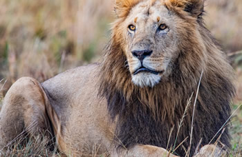 Maasai Mara