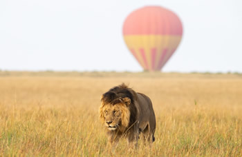 Luxury Safari by Road