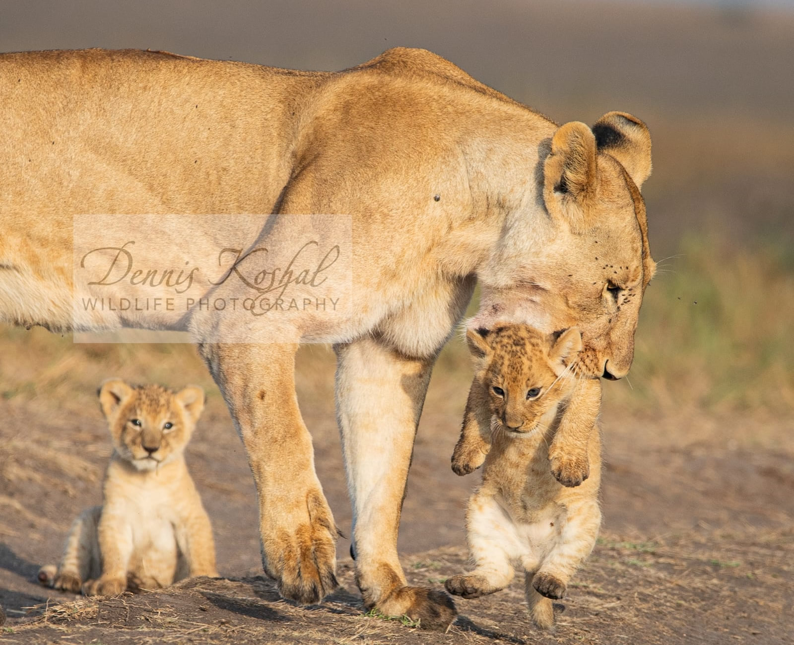 6  Days | Family Tour/Short Tour Kenya