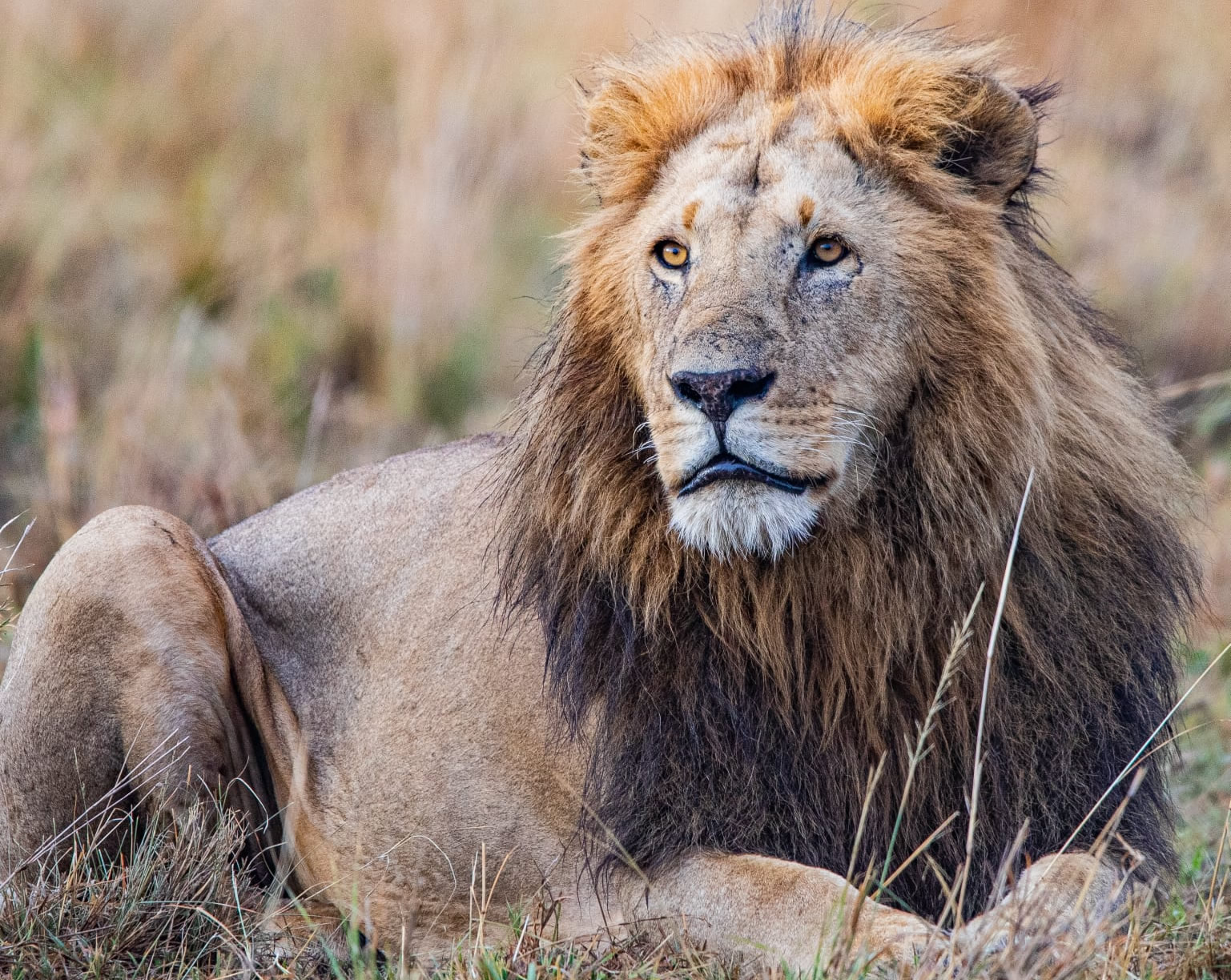 Maasai Mara