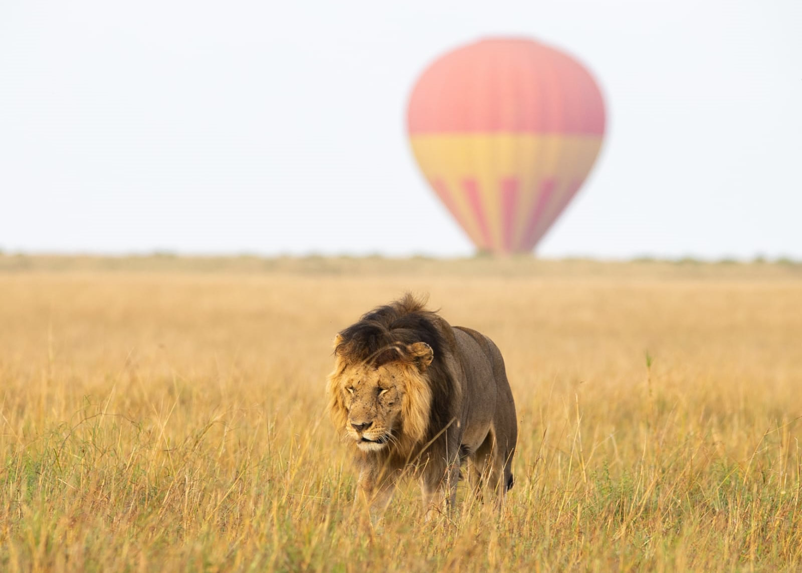 Luxury Safari by Road